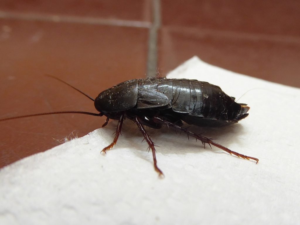 blatta orientale, blatte in casa, deblattizzazione Napoli