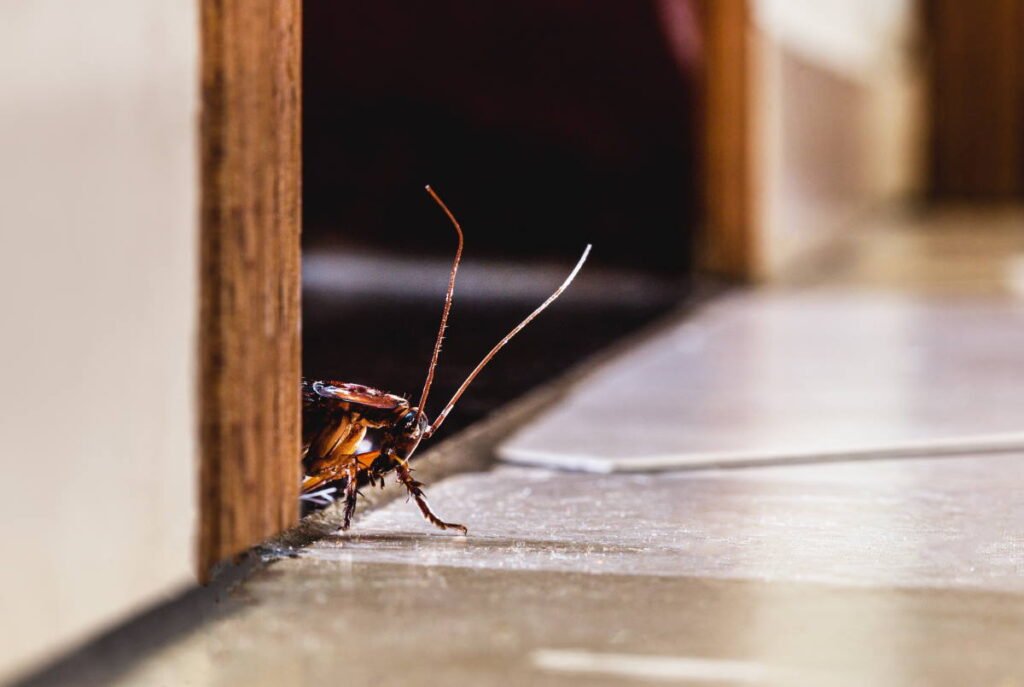 blatte in casa, come riconoscere la presenza