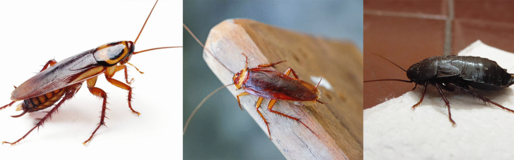 blatte in casa come eliminarle definitivamente